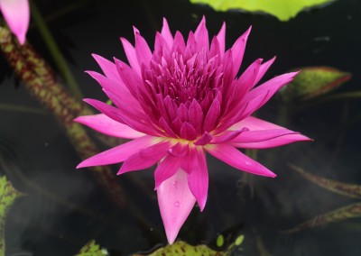 Nymphaea 'Tropic Punch'