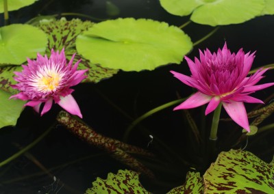 Nymphaea 'Tropic Punch'