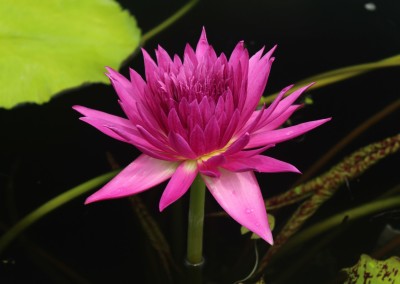 Nymphaea 'Tropic Punch'