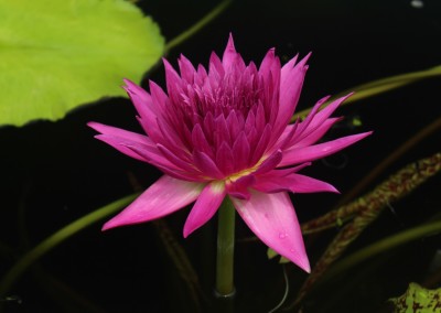 Nymphaea 'Tropic Punch'