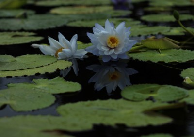 LilyFest 2014