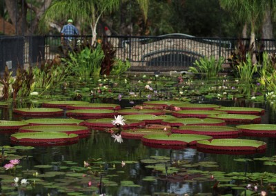 LilyFest 2014