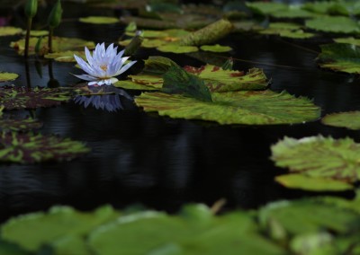 LilyFest 2014