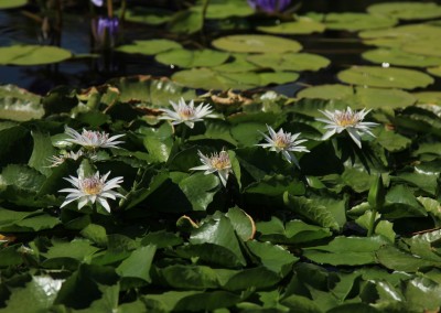 Nymphaea 'White Colorata'