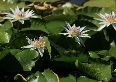 Nymphaea 'White Colorata'