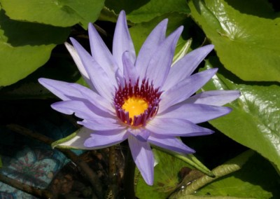 Nymphaea 'Woods Blue Goddess'