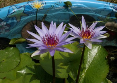 Nymphaea 'Woods Blue Goddess'