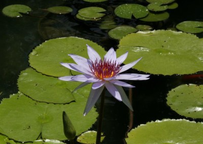 Nymphaea 'Woods Blue Goddess'