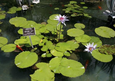 Nymphaea 'Woods Blue Goddess'