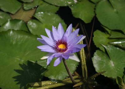 Nymphaea 'Woods Blue Goddess'