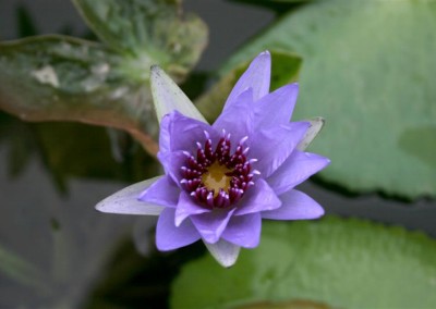 Nymphaea 'Woods Blue Goddess'