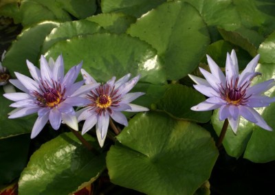 Nymphaea 'Woods Blue Goddess'