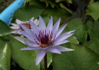 Nymphaea 'Woods Blue Goddess'