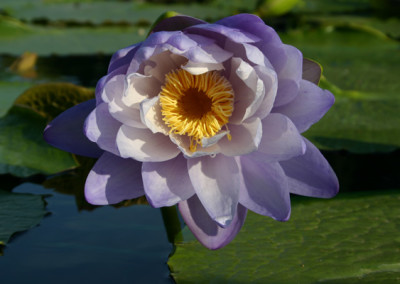 Nymphaea 'Silver Sky'