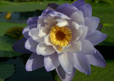 Nymphaea 'Silver Sky'