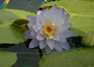 Nymphaea 'Silver Sky'