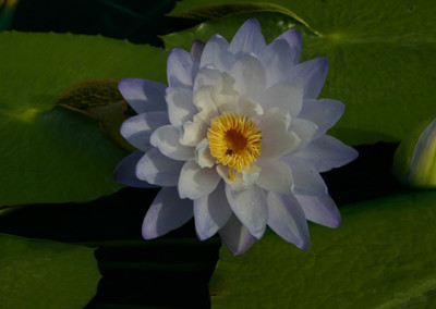 Nymphaea 'Silver Sky'