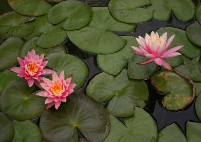 Nymphaea 'Colorado'