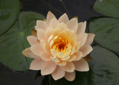 Nymphaea ‘Barbara Dobbins’