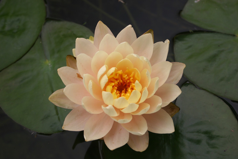 Nymphaea ‘Barbara Dobbins’