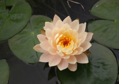 Nymphaea 'Barbara Dobbins'