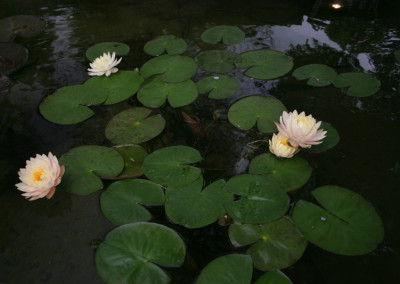 Nymphaea 'Barbara Dobbins'