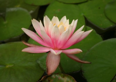 Nymphaea 'Colorado'