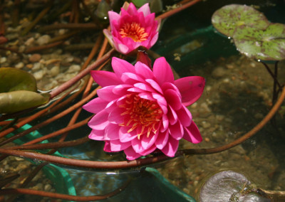 Nymphaea 'Bernice Ikins'