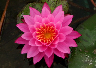 Nymphaea 'Bernice Ikins'