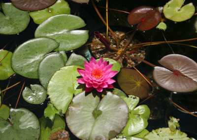 Nymphaea 'Mayla'