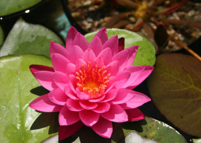 Nymphaea ‘Mayla’