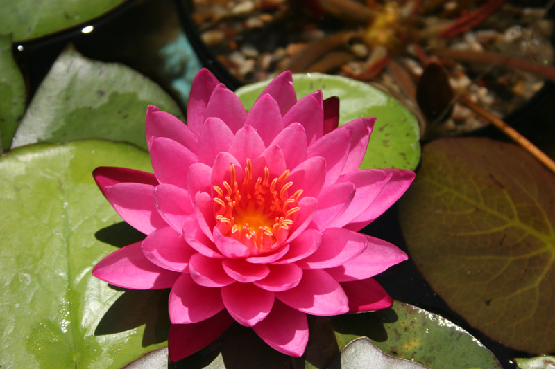 Nymphaea ‘Mayla’