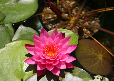 Nymphaea 'Mayla'