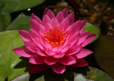 Nymphaea 'Mayla'