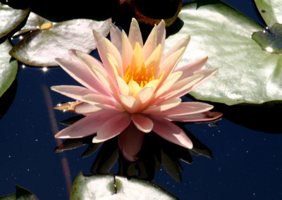 Nymphaea ‘Sunny Pink’