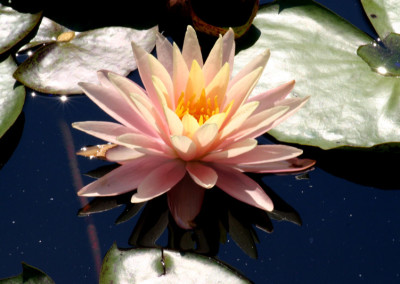 Nymphaea 'Sunny Pink'