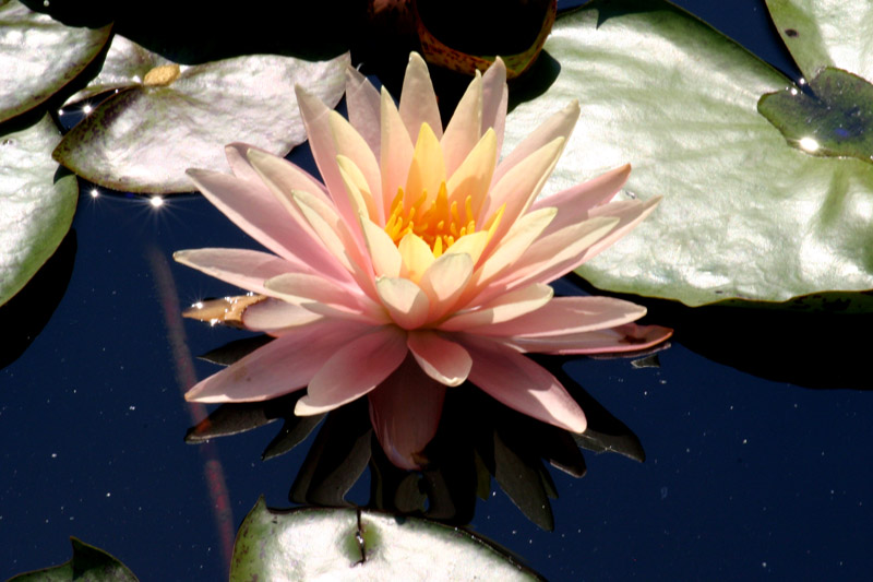 Nymphaea ‘Sunny Pink’