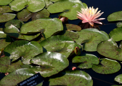 Nymphaea 'Sunny Pink'