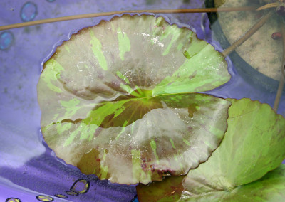 Nymphaea 'William McLane'