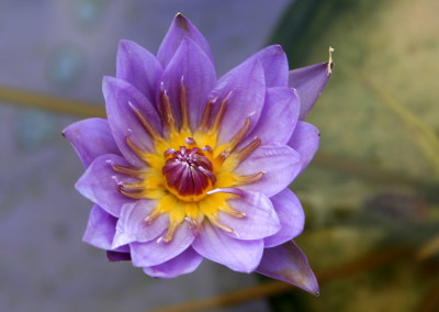 Nymphaea 'William McLane'