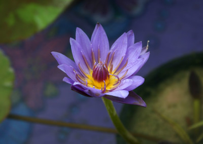 Nymphaea 'William McLane'