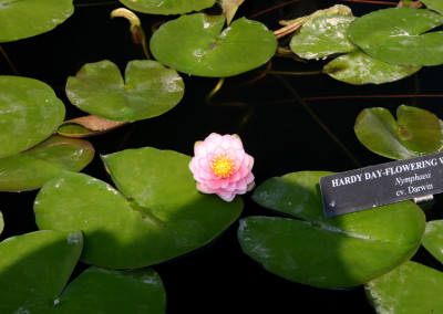 Nymphaea 'Darwin'