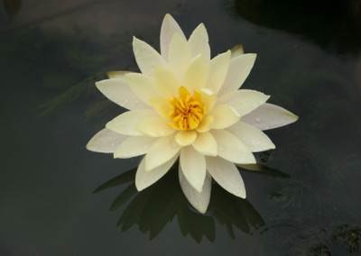 Nymphaea 'Barbara Dobbins'