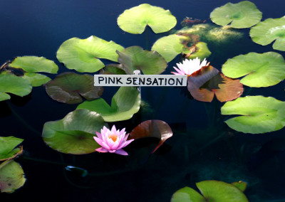 Nymphaea 'Pink Sensation'