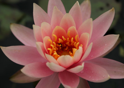 Nymphaea 'Colorado'