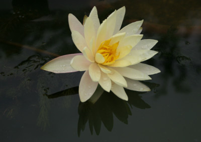 Nymphaea 'Barbara Dobbins'