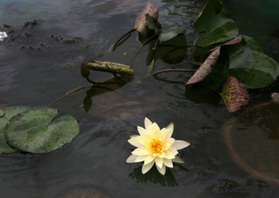 Nymphaea 'Barbara Dobbins'