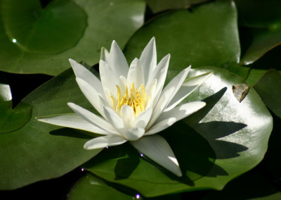 Nymphaea 'Hermine'