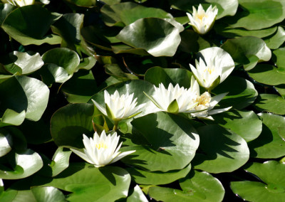 Nymphaea 'Hermine'