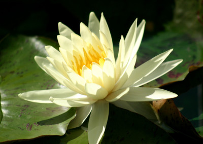 Nymphaea ‘Yellow Queen’